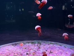 -欢乐海岸海洋奇梦馆