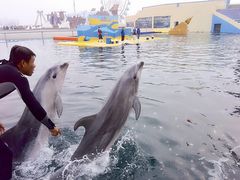 -秦皇岛乐岛海洋王国