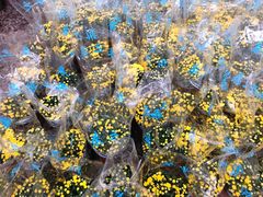 -毛氏汽水包(山海关路店)