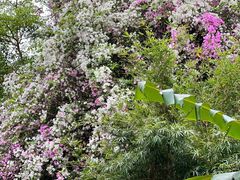 -深圳国际园林花卉博览园