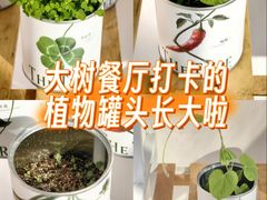 -大树餐厅(环球港店)