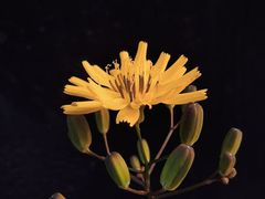 -静雅推拿(鹭洲里店)