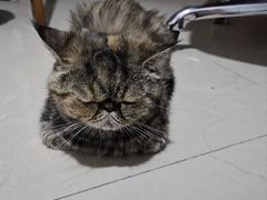 -宠福鑫康馨动物医院·骨科·眼科