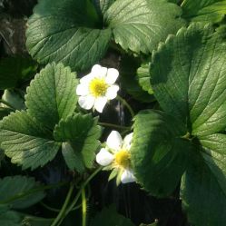 -蓝呗呗蓝莓草莓采摘园(通州区马驹桥店)