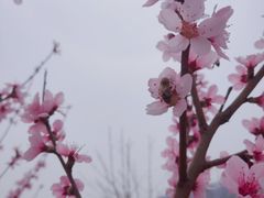 -黄金寨原生态旅游区