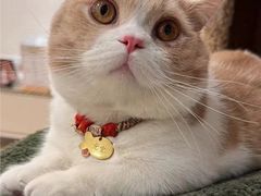 -Bastet sally猫舍购宠(静安店)