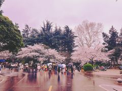 -武汉大学-樱园
