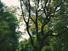 -杭州半山国家森林公园