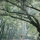 黄山·西溪南古村落 | 闯入童话中的绿野仙踪