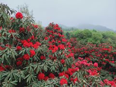 -贵州百里杜鹃风景名胜区