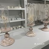 白色蒲公英的约定