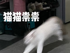 -lincat·猫舍(广州店)