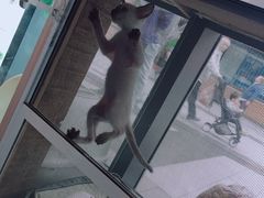 -吉丁鸟咖·异宠·寄养