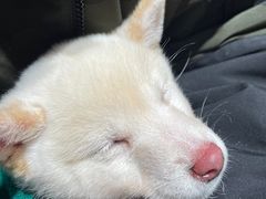 -逗柴咖啡屋·狗咖猫咖宠物桌游