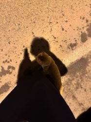 -PinooTattoo皮奴刺青纹身设计总部