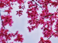 -合肥滨湖国家森林公园