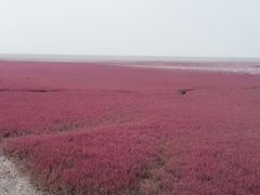 -红海滩国家风景廊道