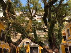 -ALBERGUE 1601 婆仔屋葡国餐厅