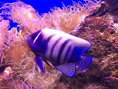 -悉尼海洋生物水族馆