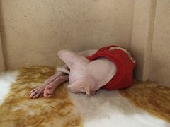 -藏猫猫咖啡主题馆(中央大道店)