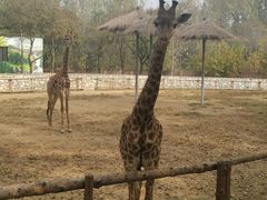 -北京野生动物园