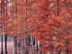 -白鹭湾湿地公园