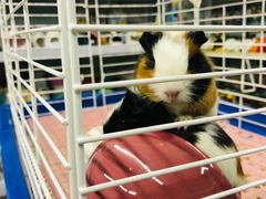 -钓仓鼠(洋桥北里小区店)