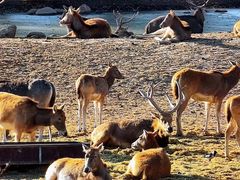 -北京麋鹿生态实验中心