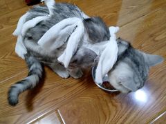 -佳怡动物医院·平价24小时·猫专科骨外科
