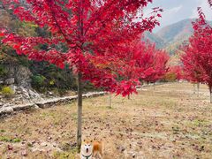 -大连天门山国家森林公园