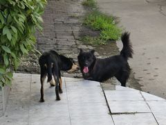 -胜华驾校·小猫学车(银都店)