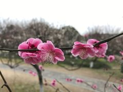 -杭州植物园