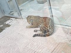 -西霞口神雕山野生动物世界