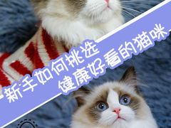 -lincat·猫舍(广州店)