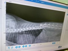 -柏萃动物医院·骨科·牙科