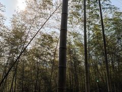 -宁波浙东大竹海景区