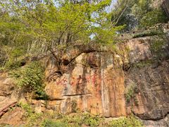 -铁山坪森林公园