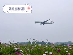 -空港花田景区