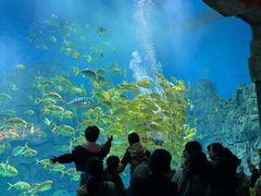-芜湖新华联大白鲸海洋公园