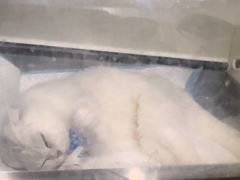 -瑞鹏瑞爱宠物医院·全科·猫科·血液透析中心(龙头寺店)