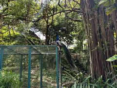 -吉隆坡雀鸟公园