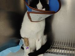 -可蒙动物医院·猫科·骨科中心(首义路店)