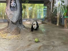 -海南热带野生动植物园