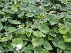 -梅林春晓花园餐厅