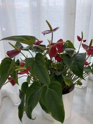 -悟空祛痘·诺奖技术专业店