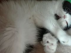 -喵店&猫咖