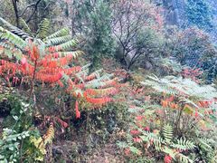 -云岫谷游猎自然风景区