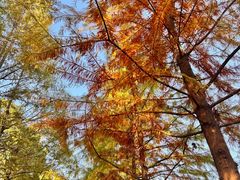 -昆山城市生态森林公园