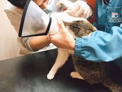 -安安宠医宠物医院·异宠·犬猫内科(岳阳分院)