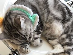 -怪兽屋·羊驼·猫咖·狗咖(俊华广场店)